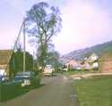Felling_the_elm_1975