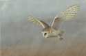 Barn_owl_on_lookout