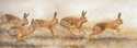 Hares_on_the_run