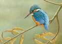 Kingfisher