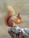 Squirel_Nutkin