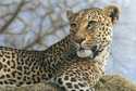 Leopard_on_lookout