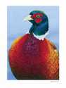 Pheasant
