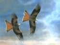 Red_Kites_2011