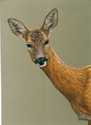 Roe_doe
