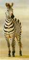 Zebra_Ngorongoro