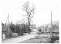 Elm_tree